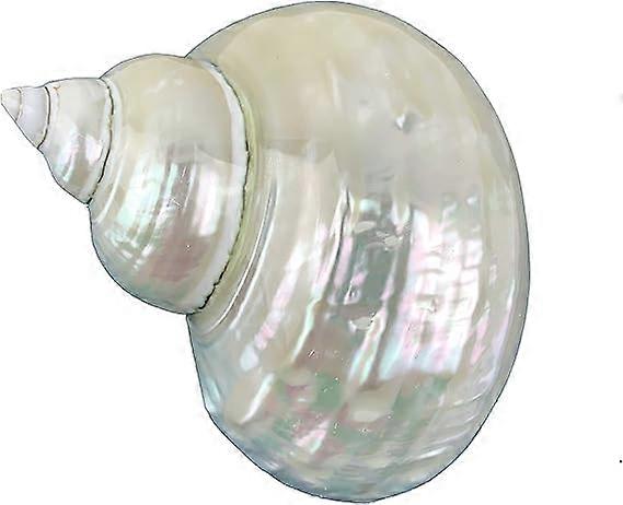 White Jade Turbo Pearled Sea Shells&Hermit Crab Sea Shells,Turbo Shells 3-1/2"~4" Inch