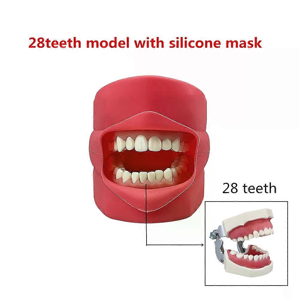 Teeth Model Training Practice Jaw Typodont Dentistry Student Dental Study Teaching Model Standard Model    With Removable Tooth