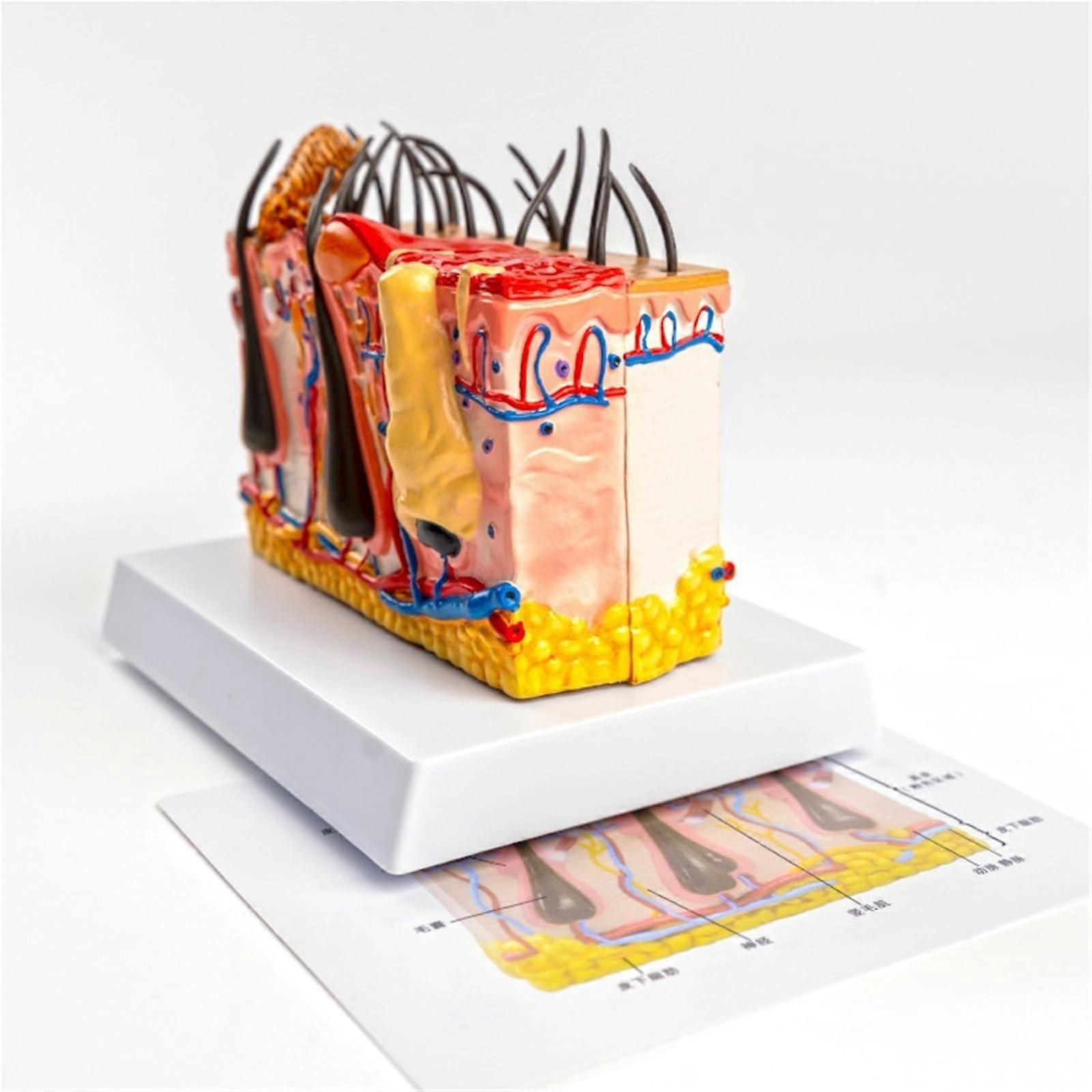 dog skin model for veterinary practices and classrooms