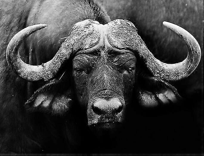 Buffalo Μαύρο και άσπρο διαμάντι Ζωγραφική Σταυρός Βελονιά Στρογγυλό Διαμάντι Ζωγραφική Κεντήματα Διακόσμηση Μωσαϊκό Πλήρης Άσκηση