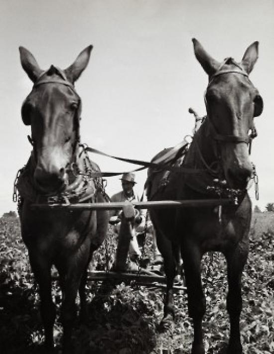 Horses plowing a field Poster