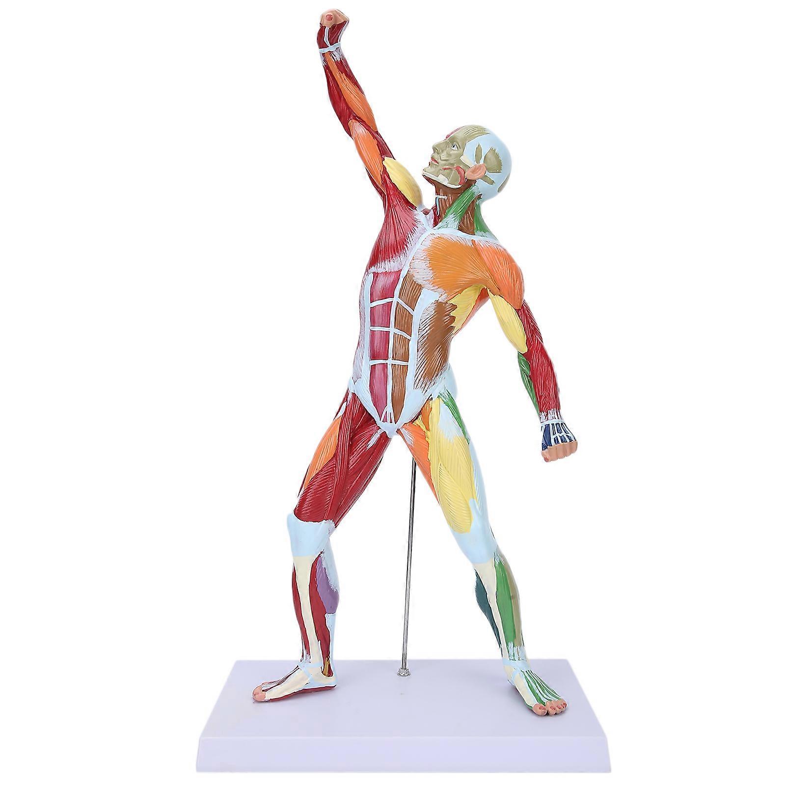 50cm MultiColor Muscular System Model Human Muscles Model Body Muscle Structure Model