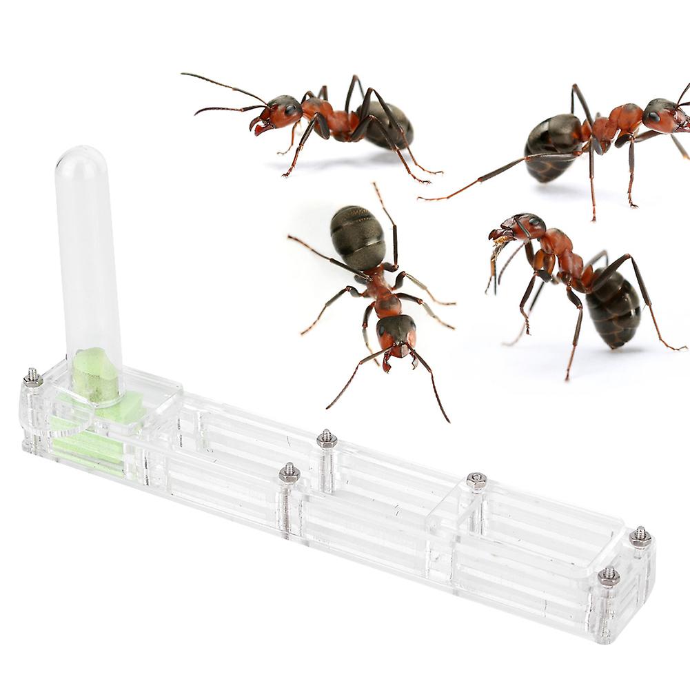 Clear Acrylic Ant Farm with Built-In Hydration Tower for Display