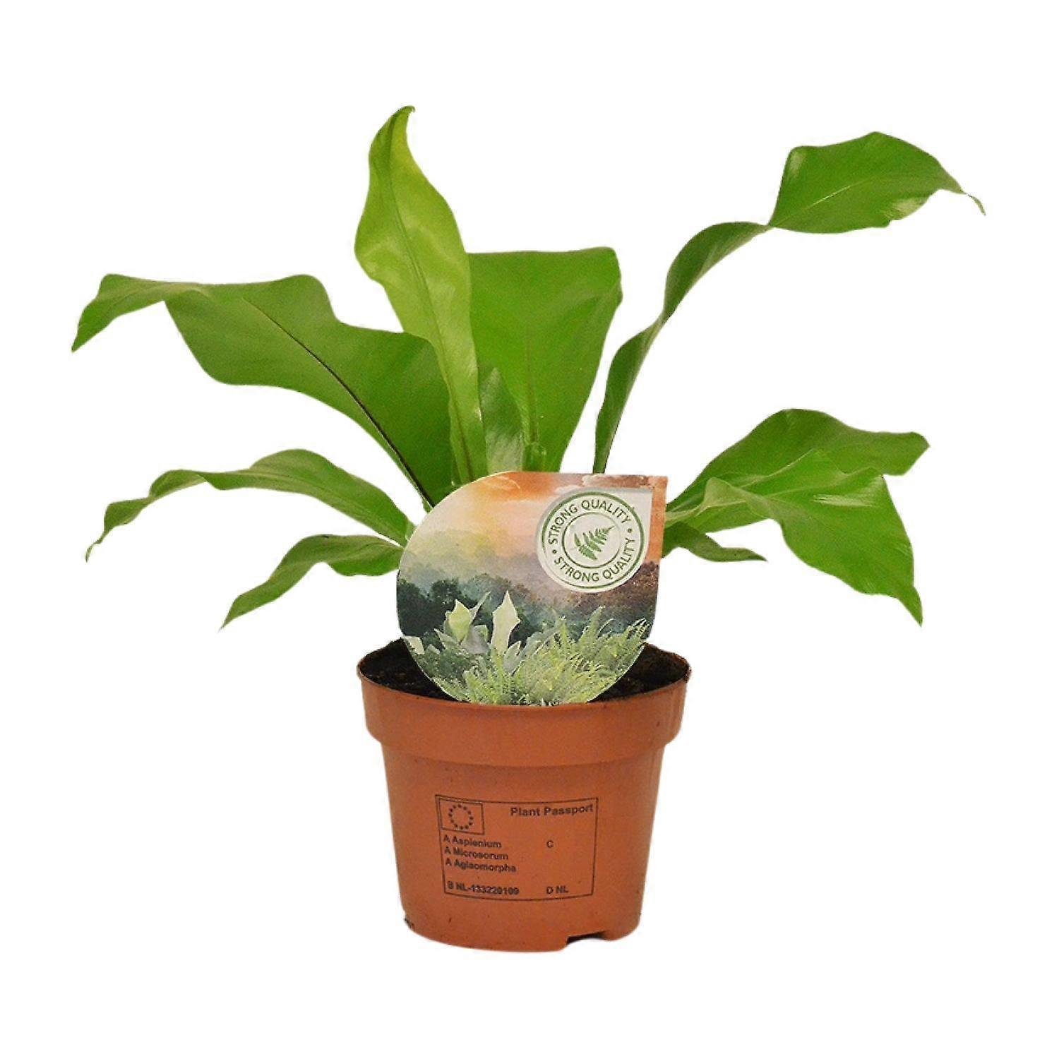 Asplenium Nidus - 25-35cm - Ø12cm