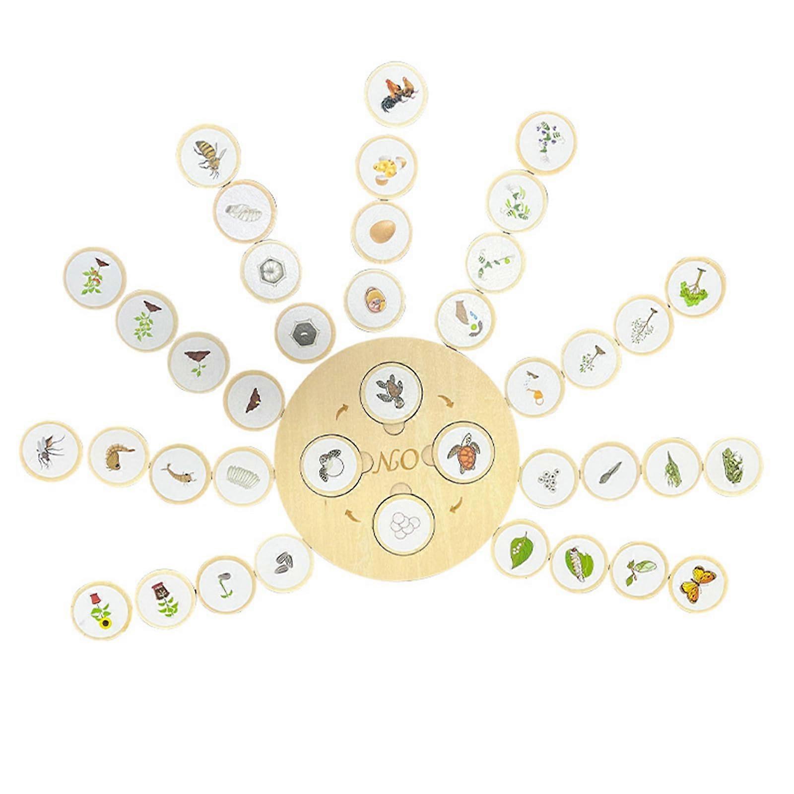 Biological Learning Puzzle for Kids, Life Cycle Growth Demonstration, Growth Process Educational Toy for Toddler Learning