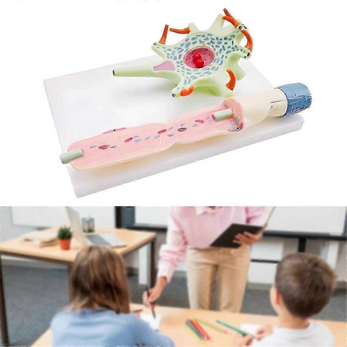 compatible for Teaching Science Education Instrument Neuron Cell Model