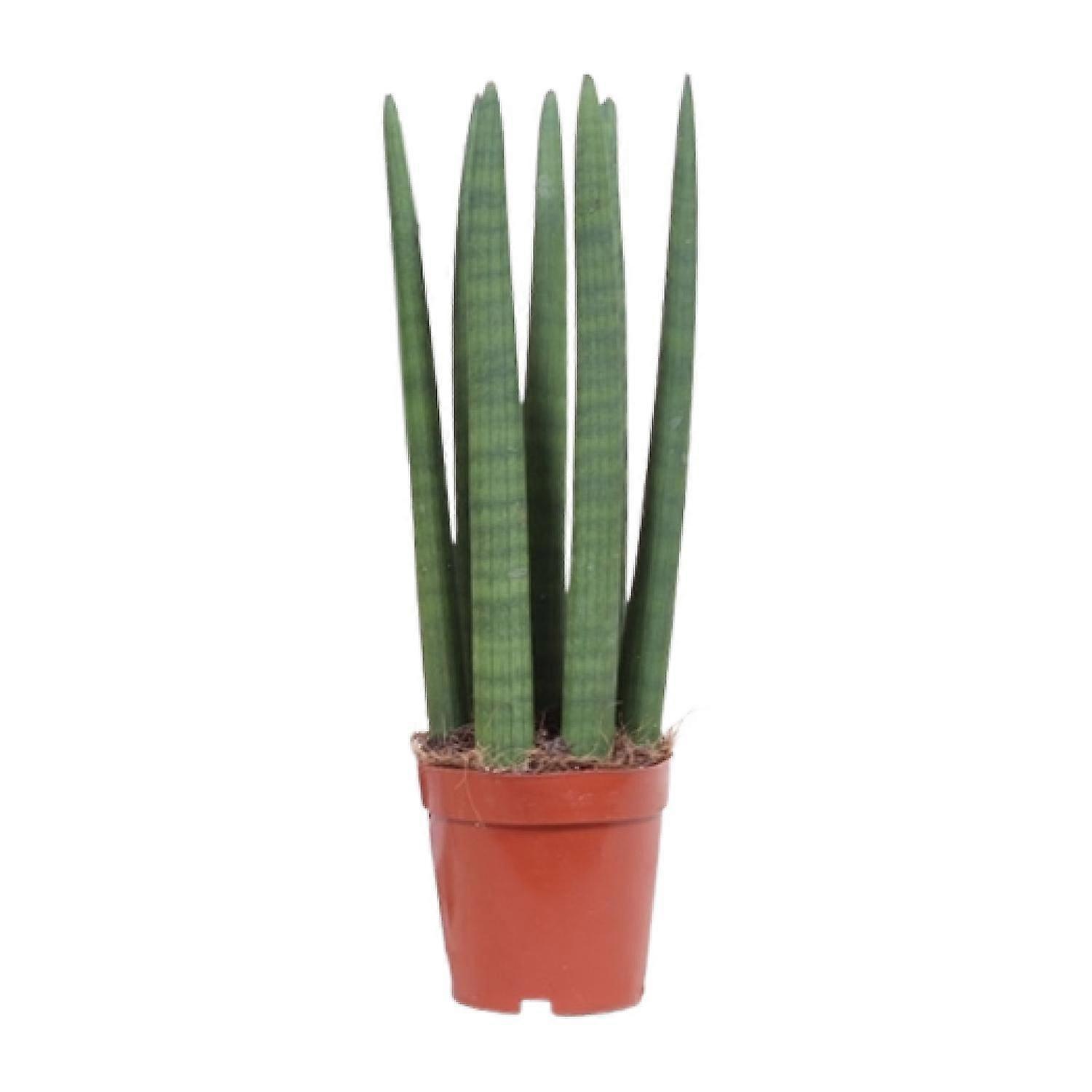 Sansevieria Egyenes - 30-40cm - Ø12cm