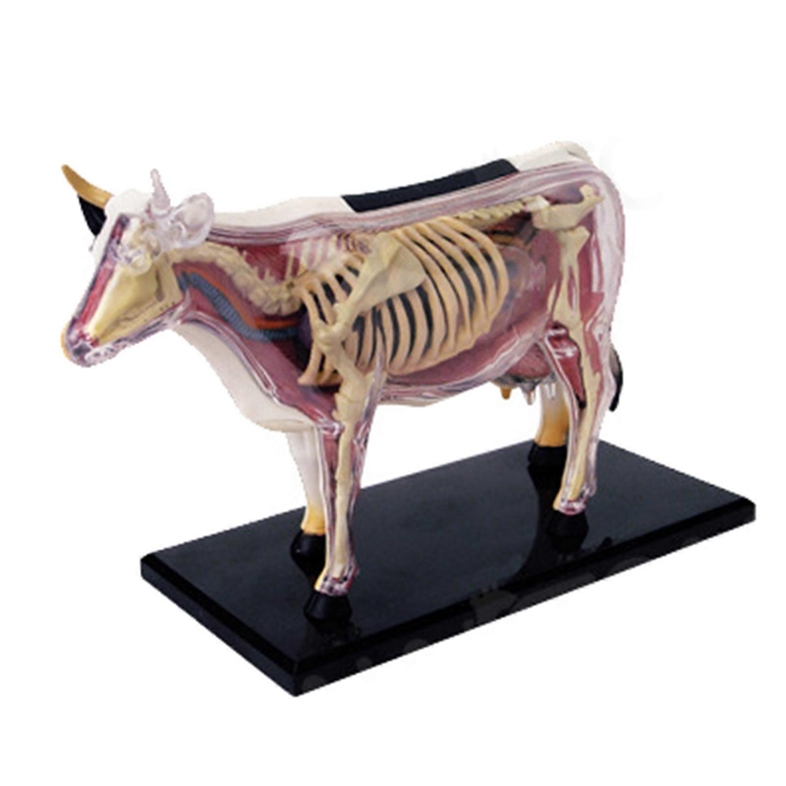 Animal Anatomical Model Cow Anatomy Model Skeleton Model Medicals Teaching Model for Classroom Teaching