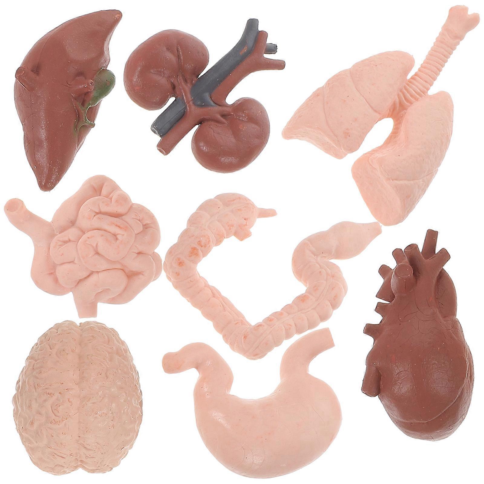 8Pcs 3D Human Organ Anatomy Model Study Tools Educational Teaching Props