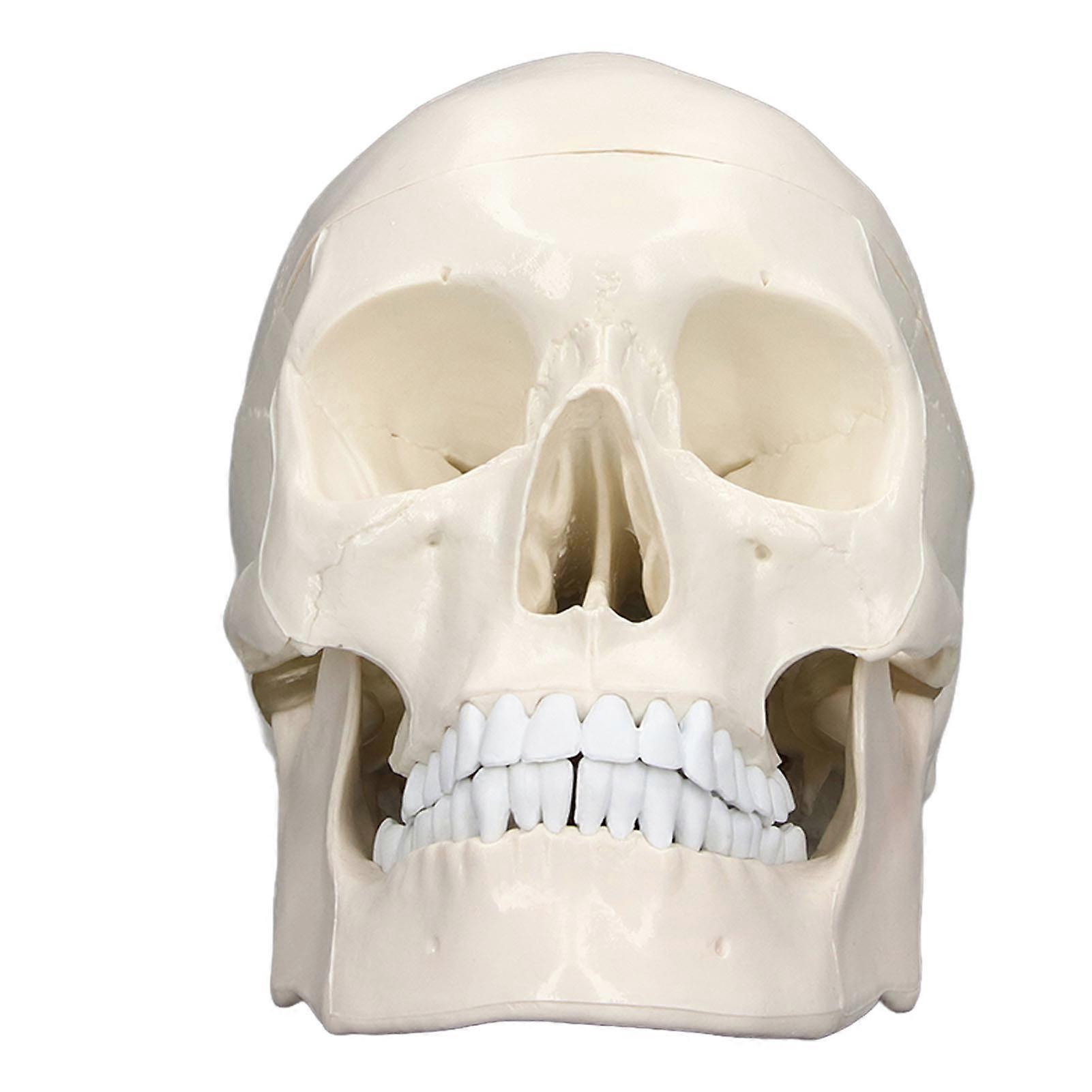 Simulation 1:1 Human Head Skull Model Removable PVC Skull Model for Anatomy Learning Course