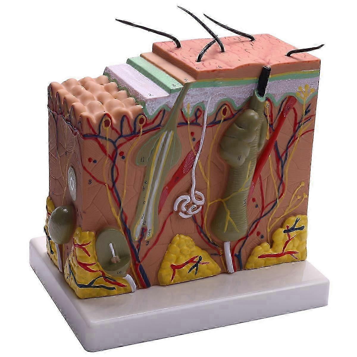 Skin Model, 50X Skin and Hair Structure Enlarge Model Anatomical Model Anatomy for Science Classroo jn