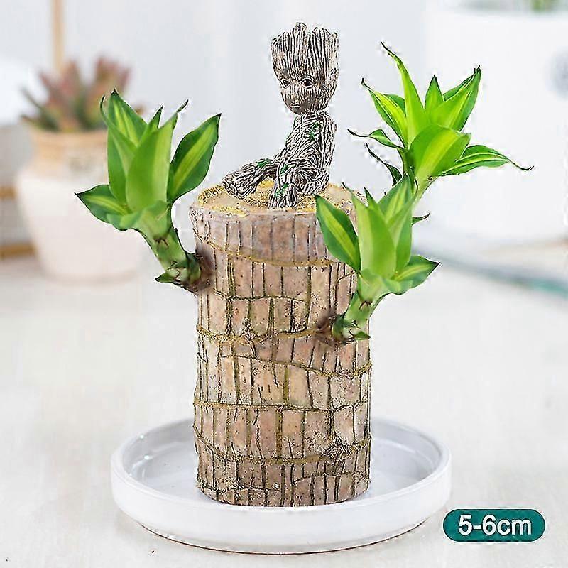 Mini Brazilian Wood Potted Plants Clean Air Lucky Wood Plant Pot Hydroponic Plants Hydroponic Tree