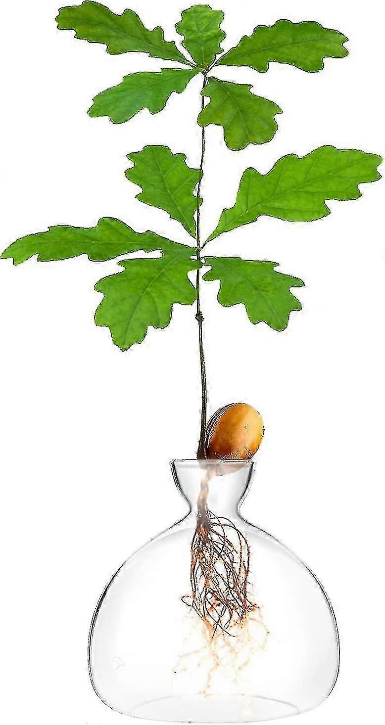 Acorn Sprouting Seed Starter Planter Vase Terrariums Pot Acorn Tree Growing Kit Deco Glass Bulb Propagation Vases Grow Acorn Trees At Home Acorn Tree
