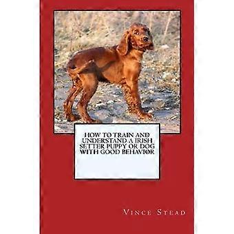 How to Train and Raise a Irish Setter Puppy or Dog with Good Behavior