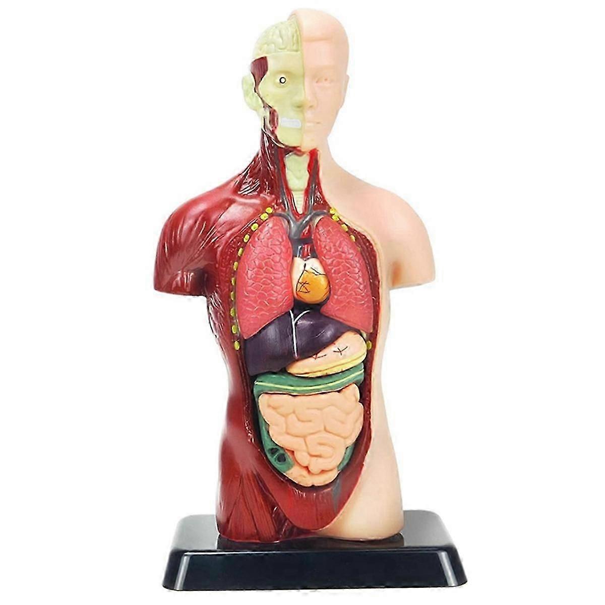 11 polegadas modelo do corpo humano para crianças, brinquedos do modelo de anatomia do torso humano, 8 pcs boneca de anatomia removível com