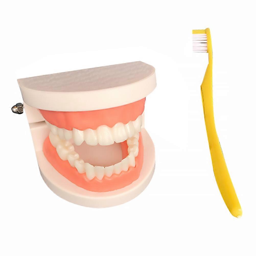 1 Set Child Teeth Model Teaching Study Oral Education Tooth Model (Assorted Color)