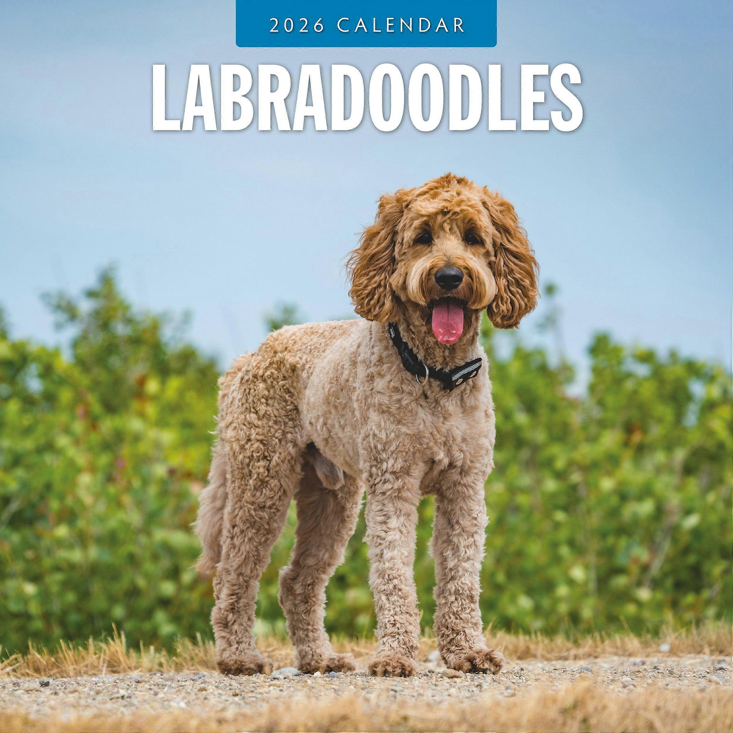 Red Robin Labradoodle Calendar 2026
