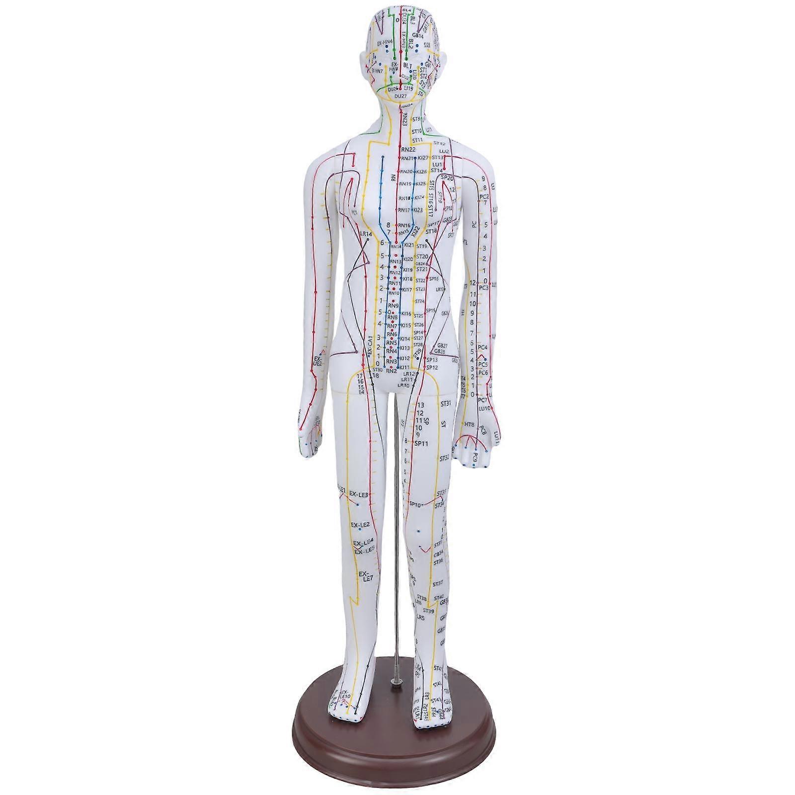 20.47Inch Human Acupuncture Model with Acupoints and Meridians Points for Acupressure & Acupunture Teaching Props Multicolor