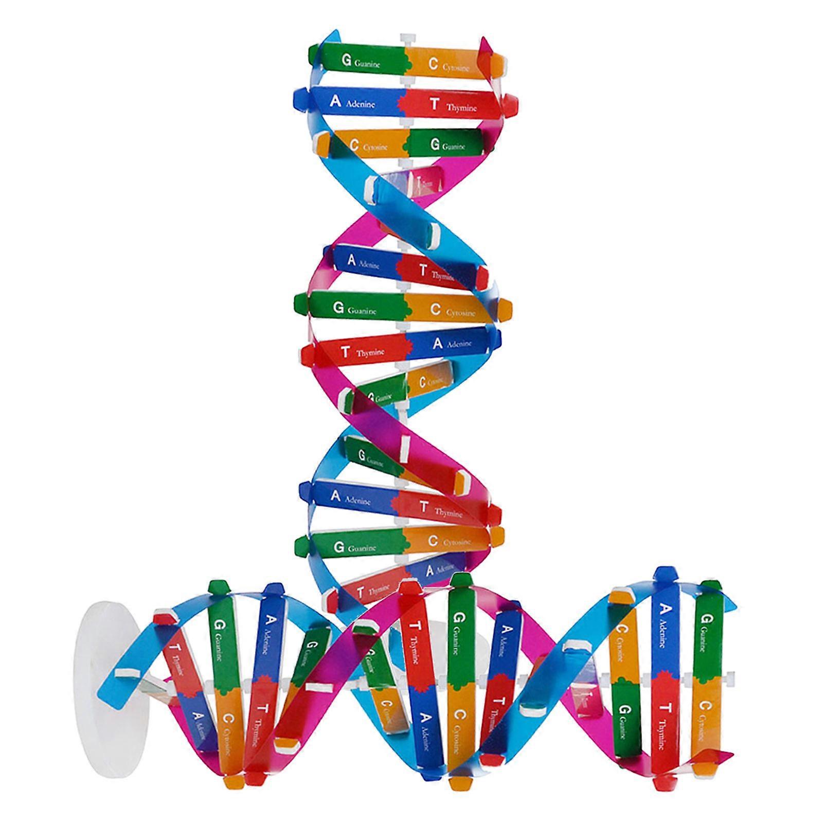 Dna Double Helix Model Science Teaching Tool 2Pcs Components