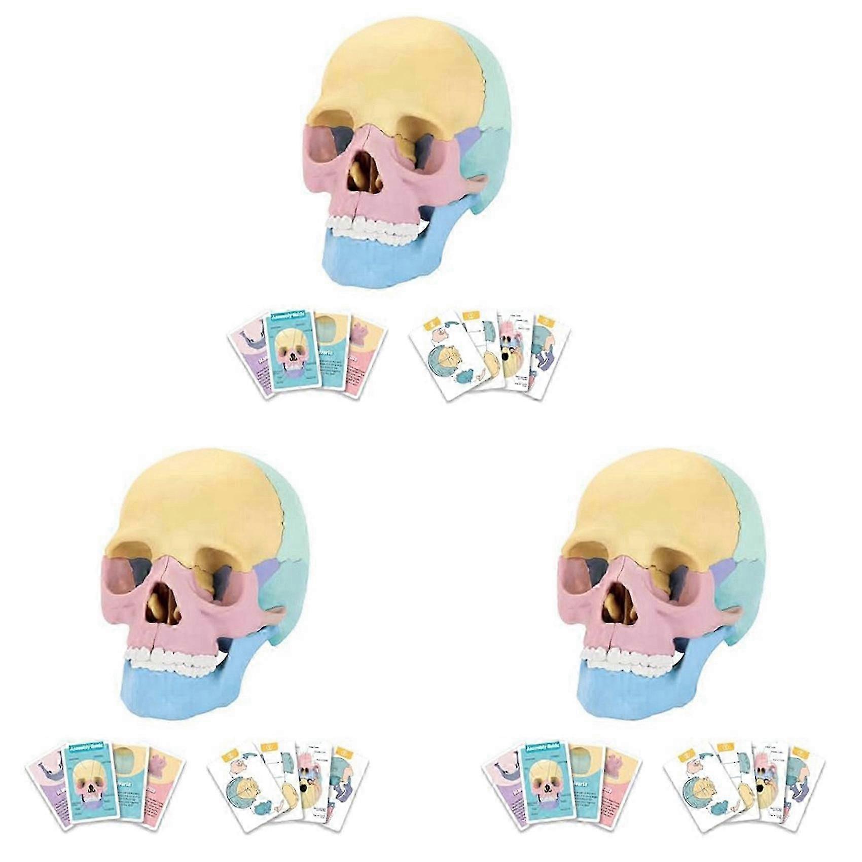 Anatomy Skull Model, Human Anatomy Skull Puzzle