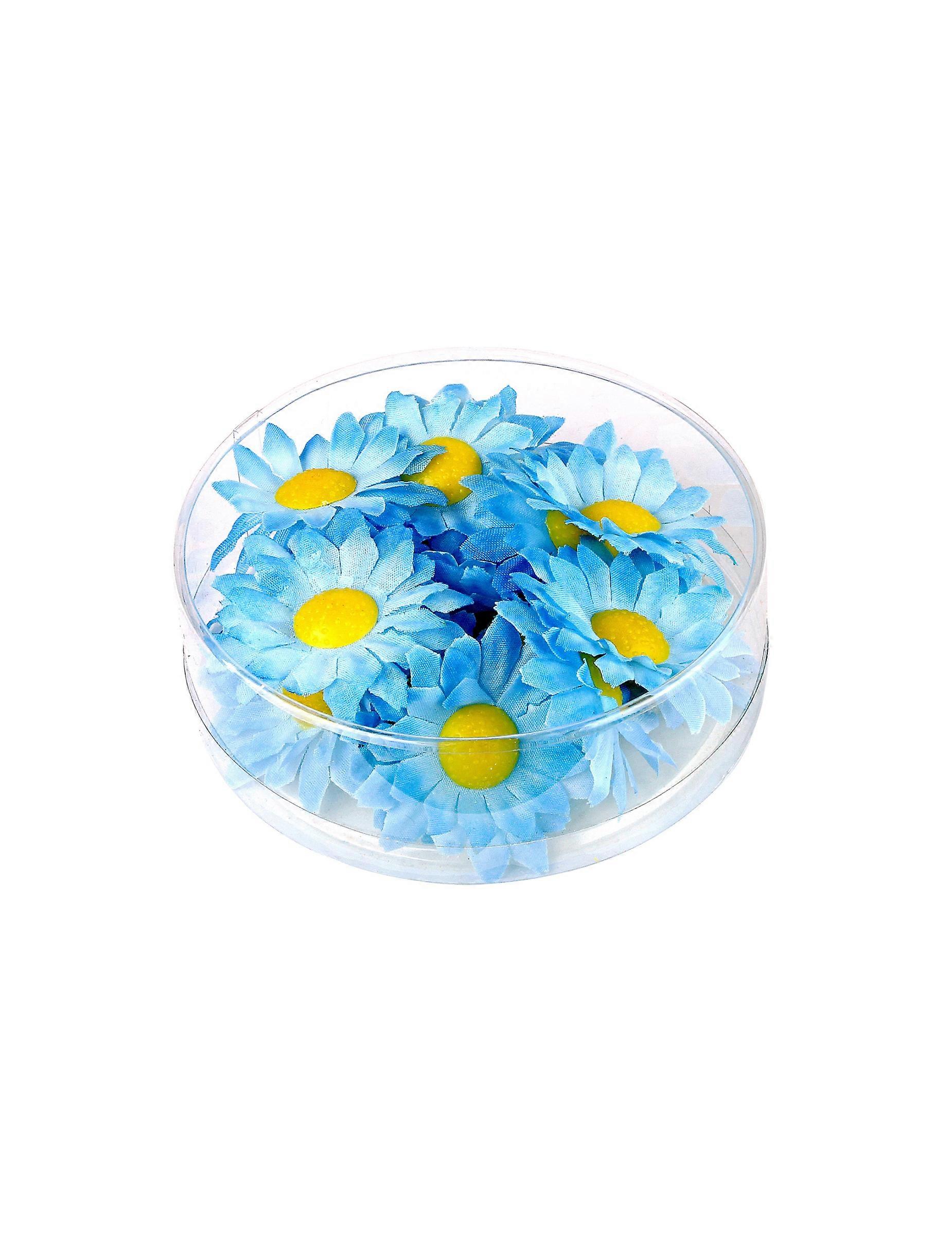 Boite de 20 fleurs marguerite bleu