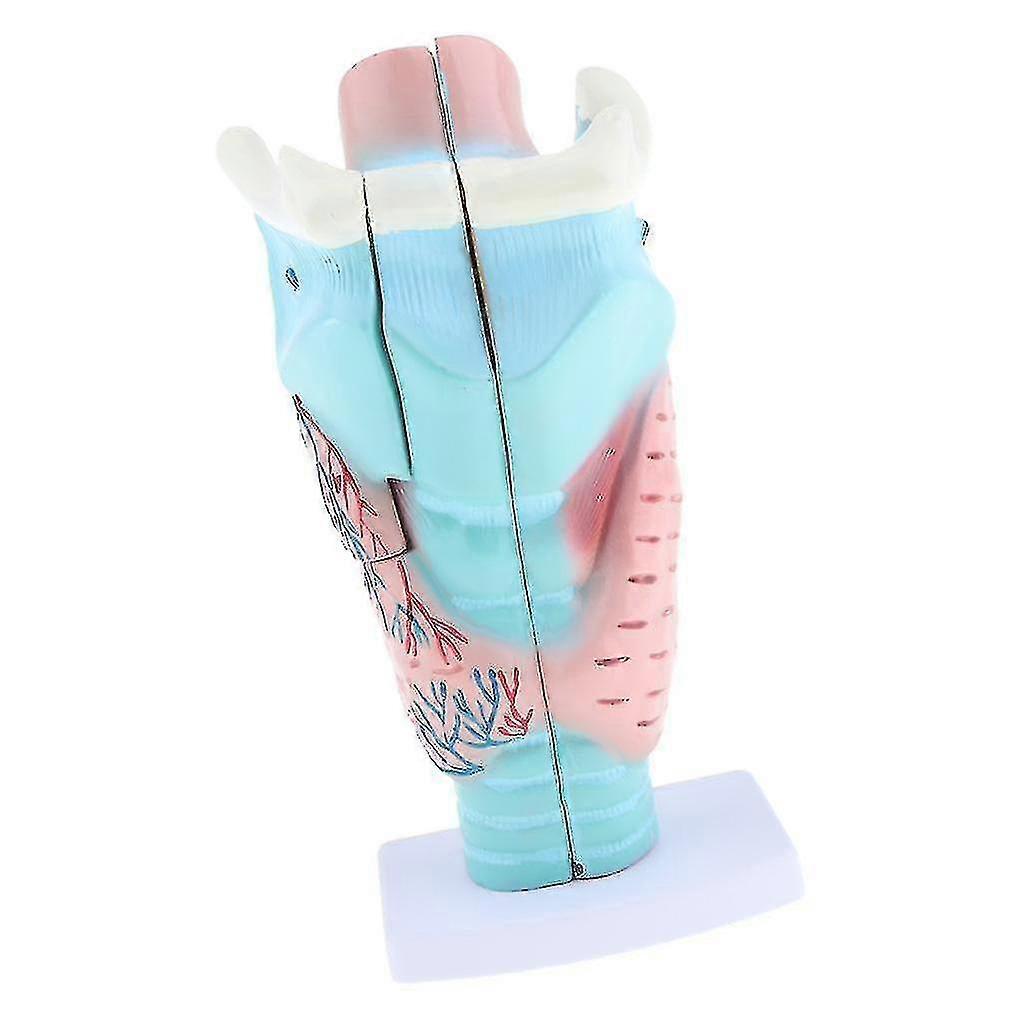 3x Magnified Larynx Anatomical Model - Medical Anatomy Throat Model
