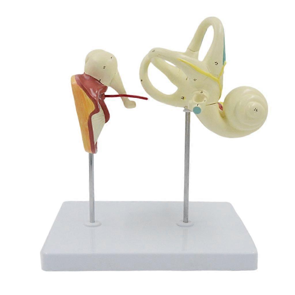 Human Ear Anatomical Model Human Ear Model Teaching Tool for Science Class