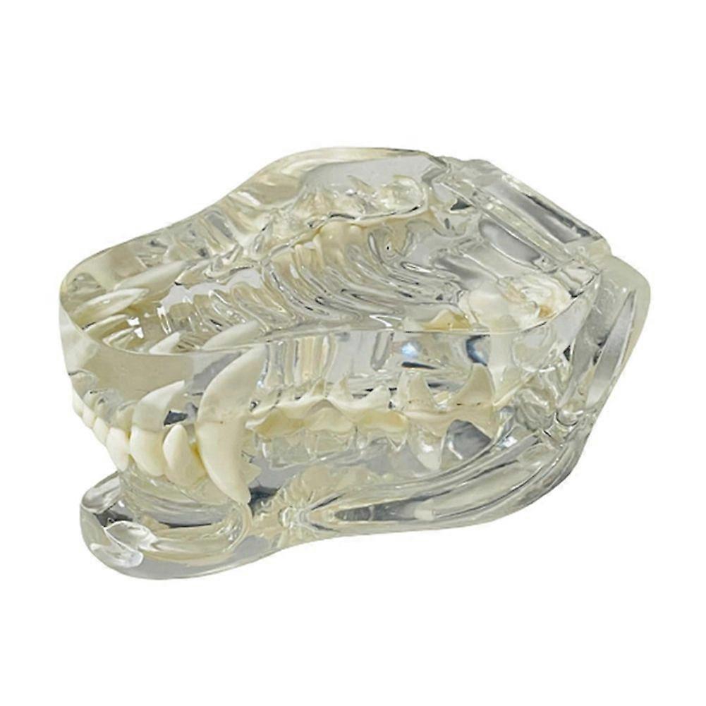 Transparent Teeth Anatomical Model (Dog)