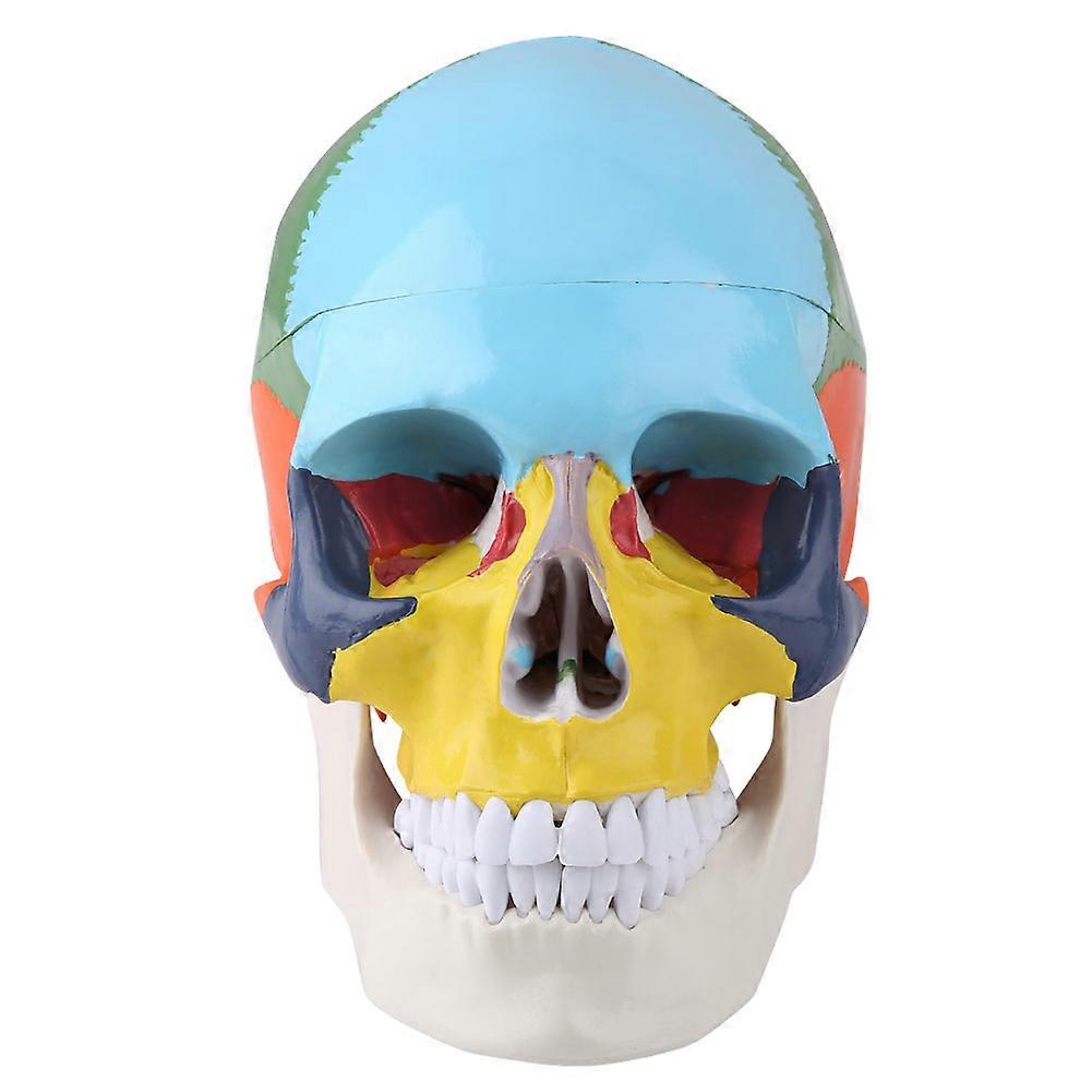 Medical Teach Instrument Coloured Adult Human Skull Anatomical Model with Identification Card YEMAA