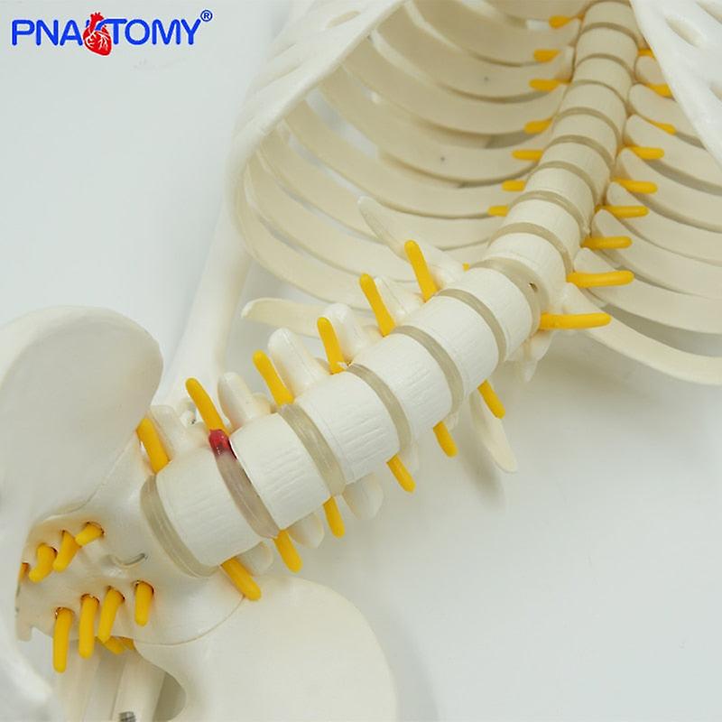 Anatomical Models 85cm Tall Human Skeleton Model With Flexible Spine - Medical Anatomy Teaching Aid Squelette Humain Taille Reelle - Foto 10