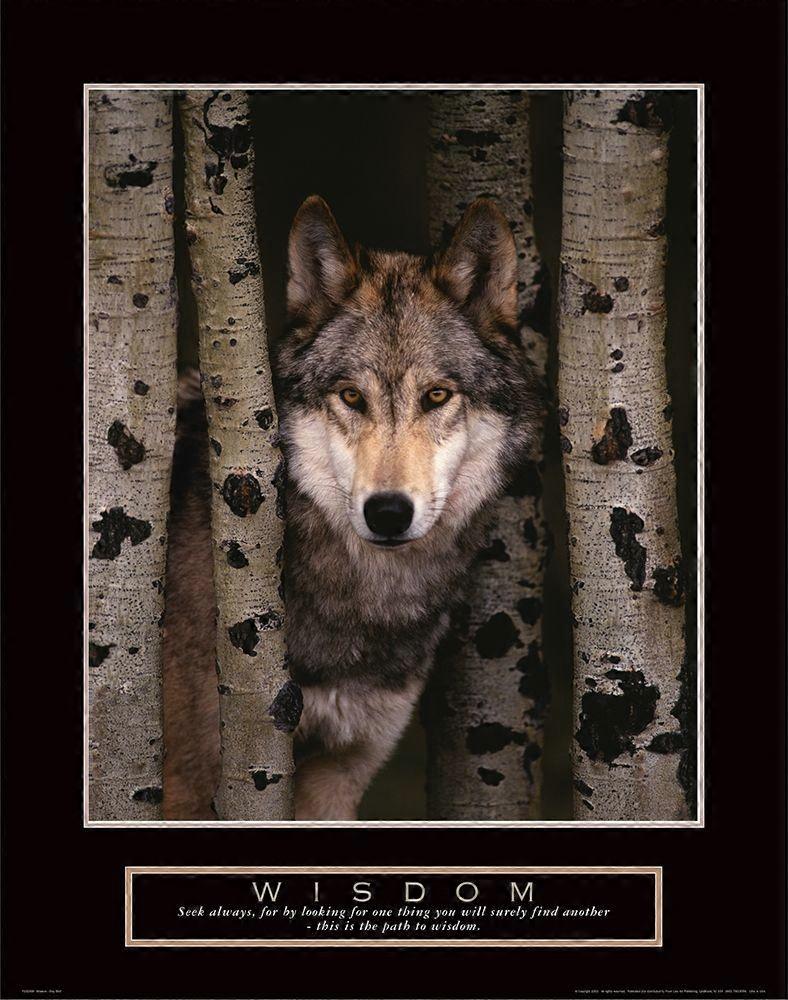 Wisdom - Grey Wolf Poster