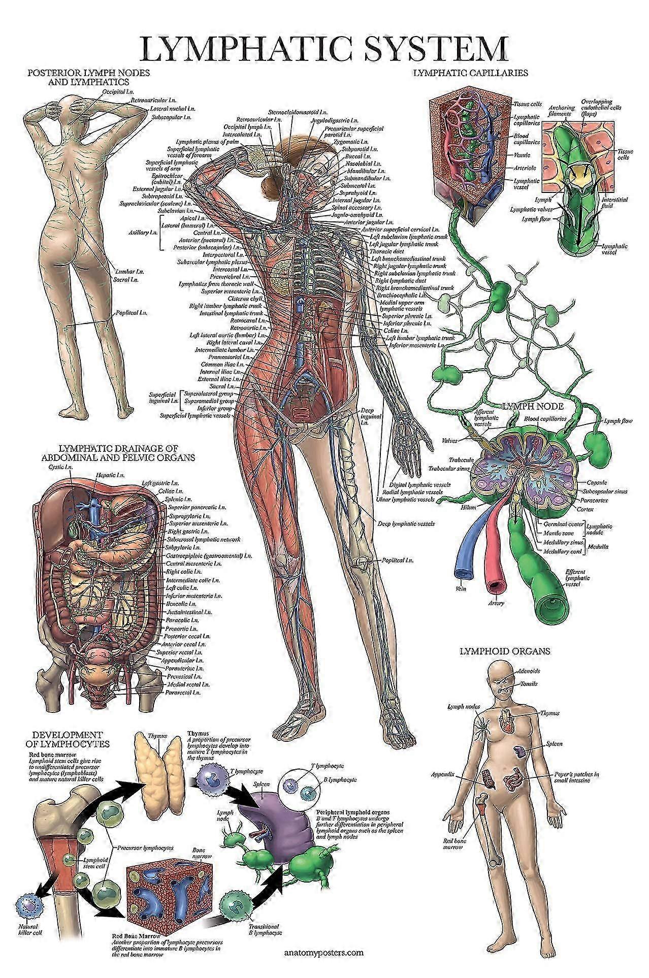 Poster de Anatomia Linfática Laminada 18 x 24 Polegadas