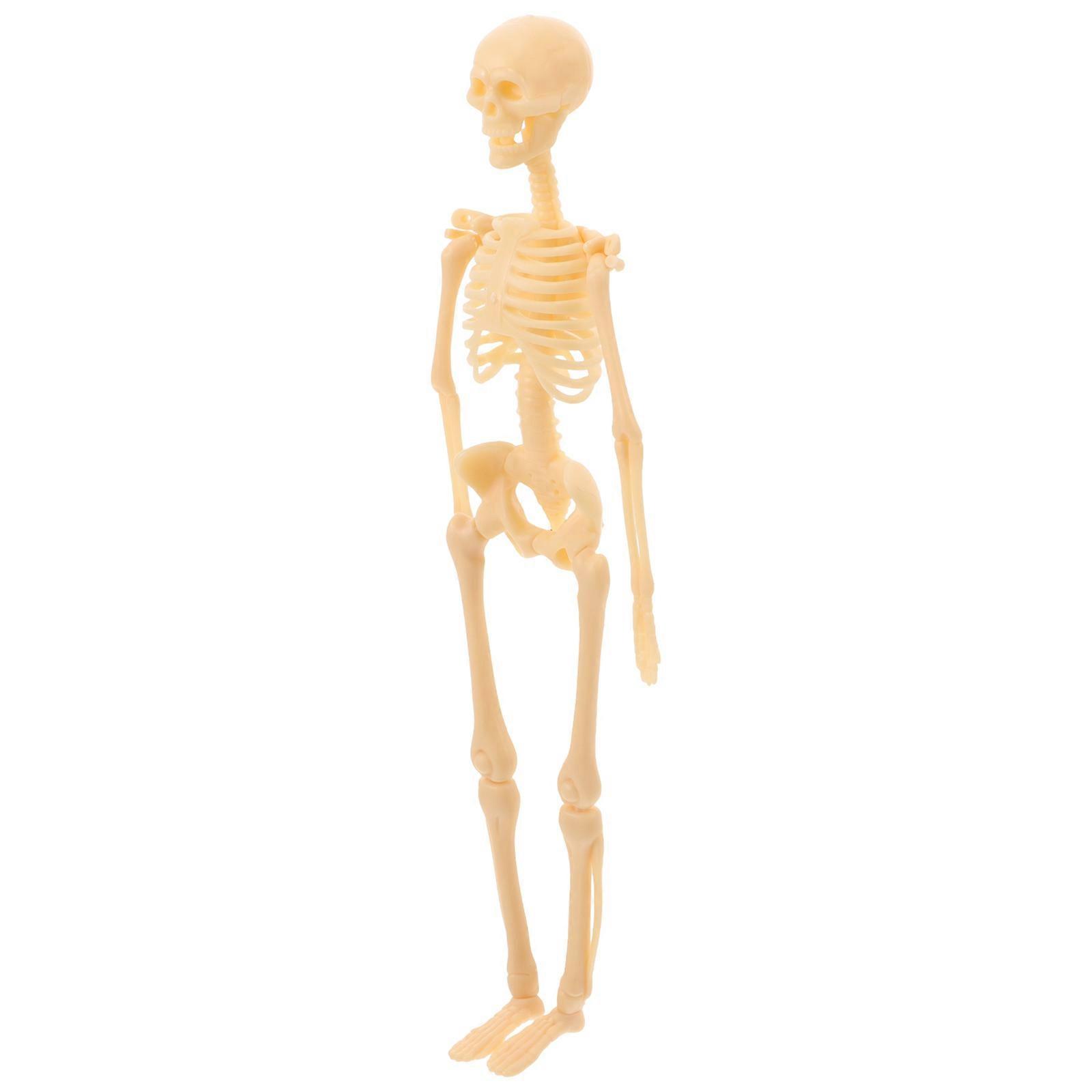 Skeleton Model Human Body Model for Studying with Brown Plastic Material