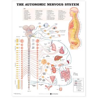 Autonomic Nervous System Anatomical Chart - Anatomical Chart Co - Wallchart - en Book