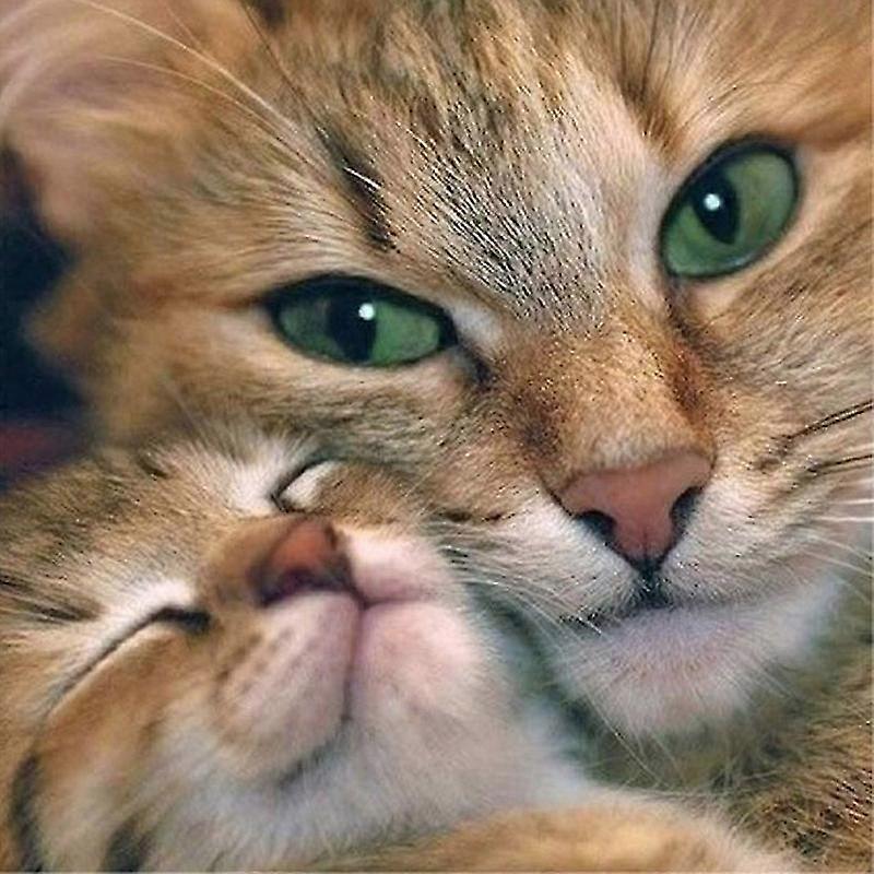 100% Full 5d Diy Daimond Painting "cute Cat" 3d Cross-stitch Round Rhinestone Full Pasted Diamant Painting Embroidery Animals