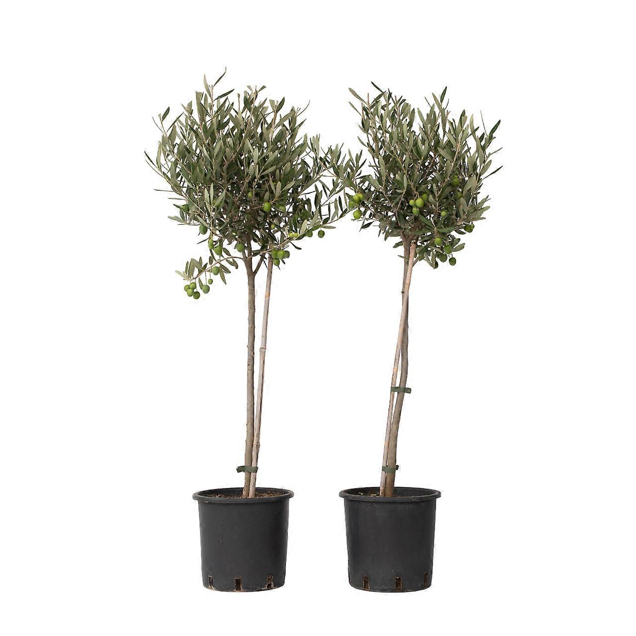 Common Olive tree - 2 pcs. - Olea europaea - Height 80-90cm - ⌀19cm