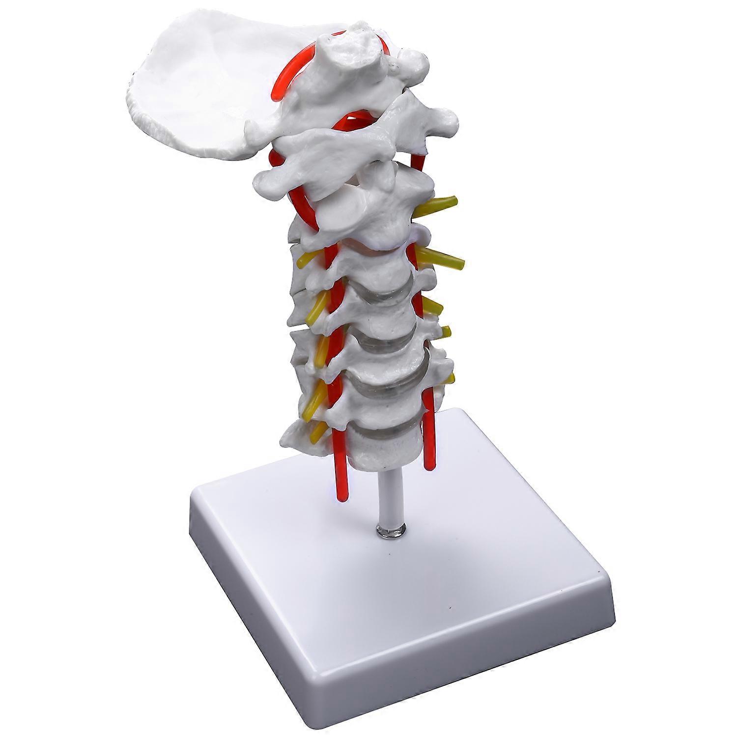 Cervical Vertebra Arteria Spine Spinal Nerves Anatomical Anatomy for Science Classroom Study Displa
