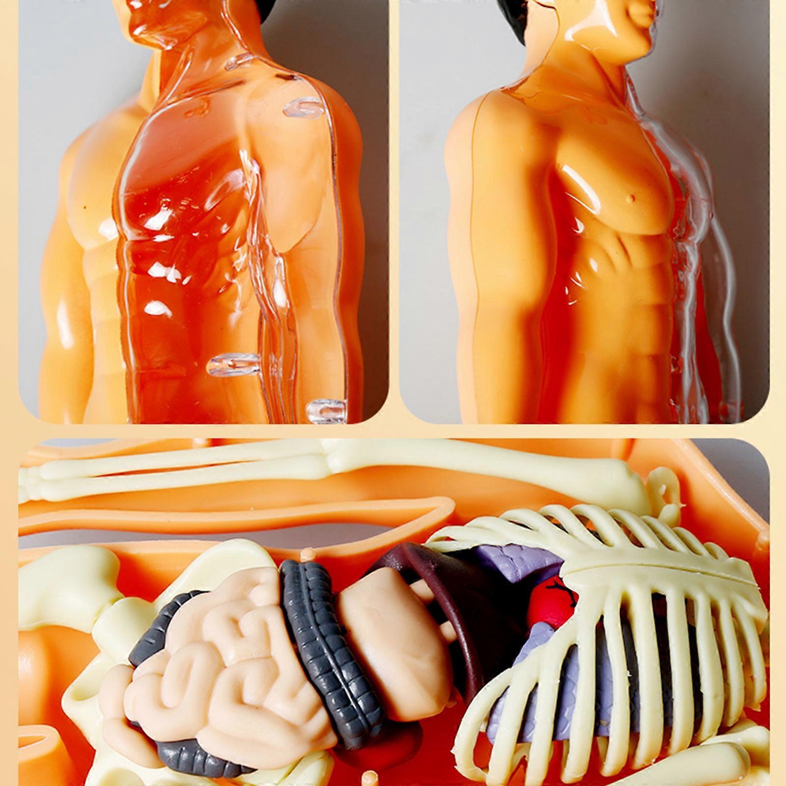 BRISKORE 3D-Modell Des Menschlichen Torsos – Anatomie-Modell Für Kinder, PVC, Zerlegbar, Für Unterricht & Dekoration