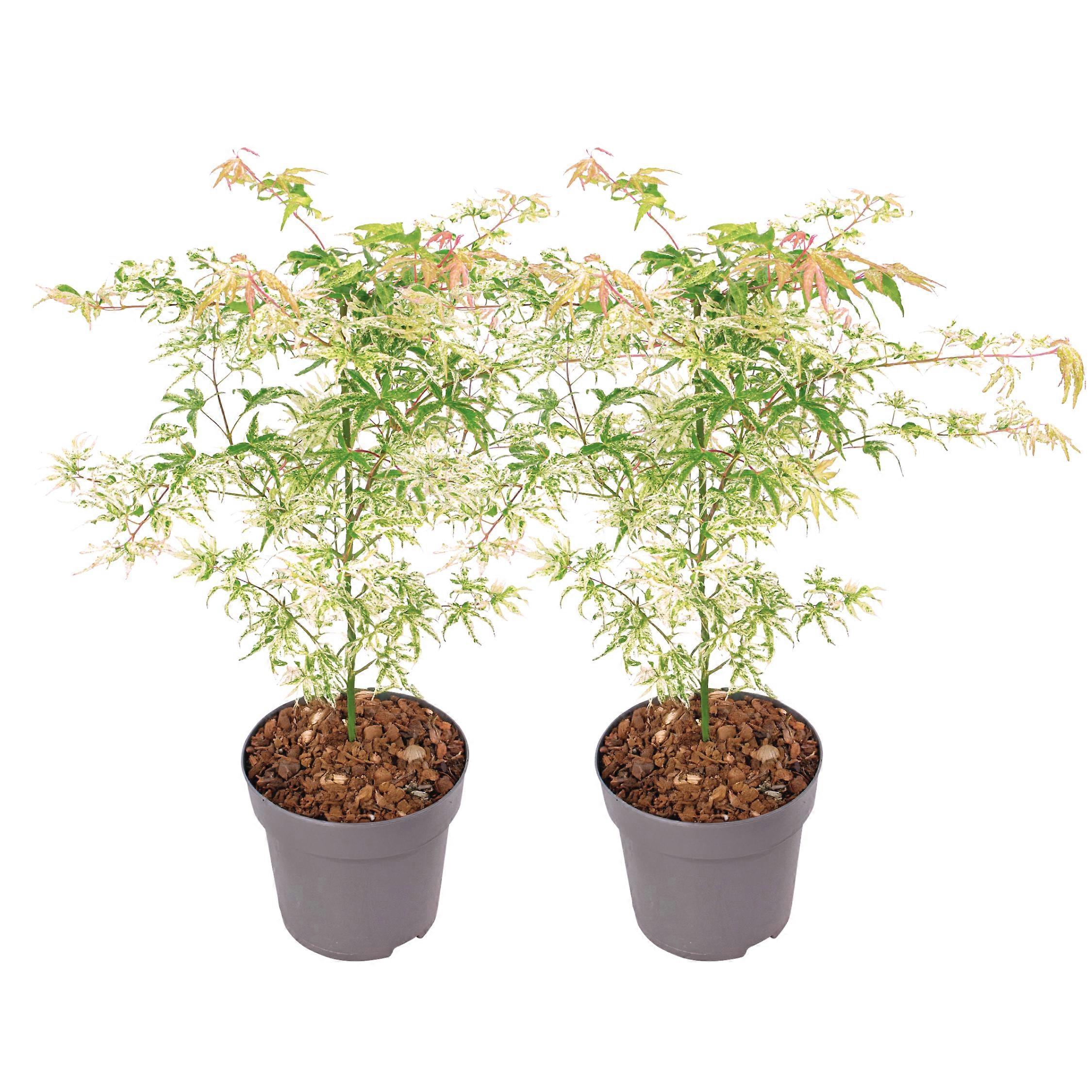 Japanese maple - 2 pcs. - Acer palmatum 'Ukigumo' - Height 50-60cm - ⌀19cm