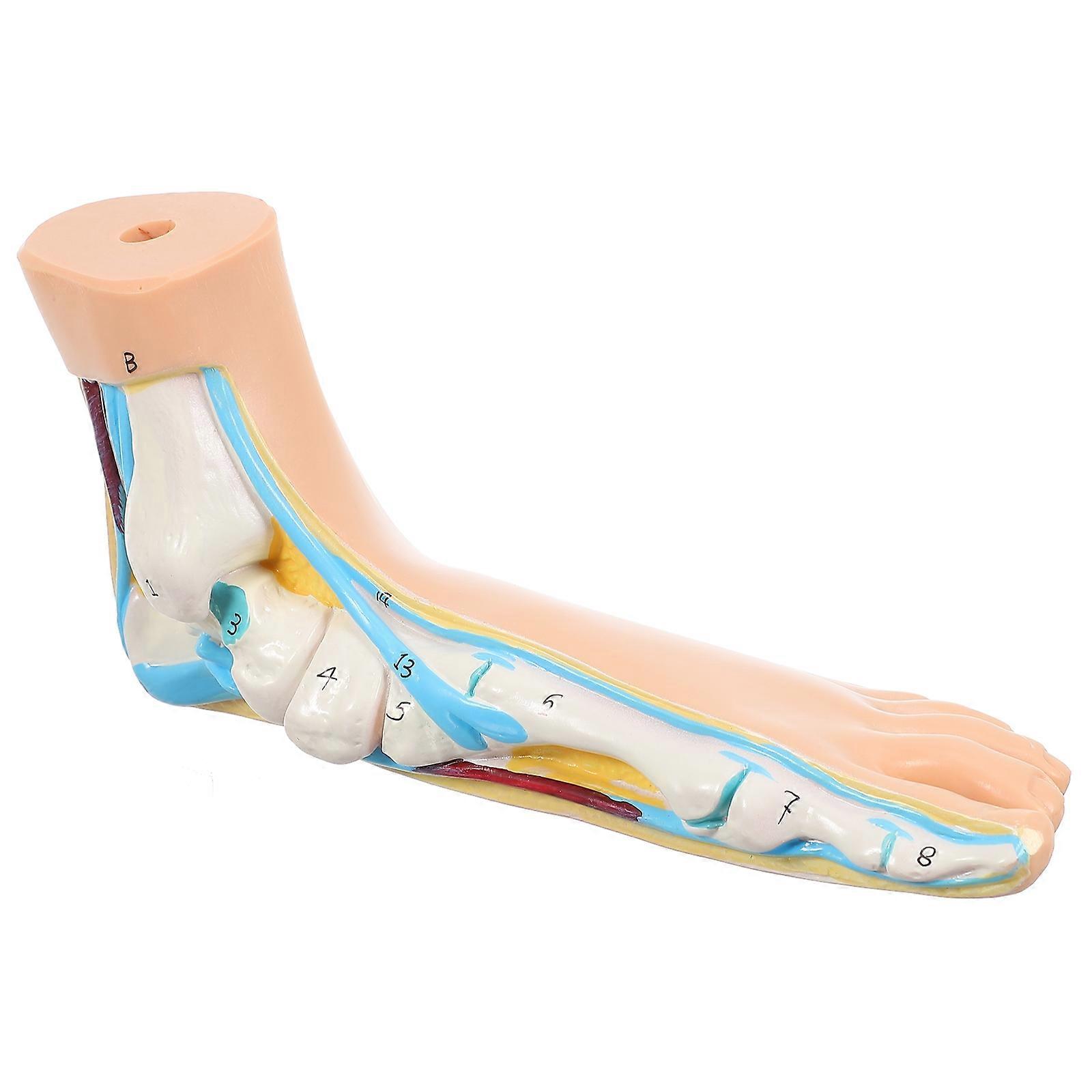 Anatomical Human Flat Foot Model for Medical Teaching – Realistic Educational Tool for Anatomy & Physiology in Nursing & Health Schools