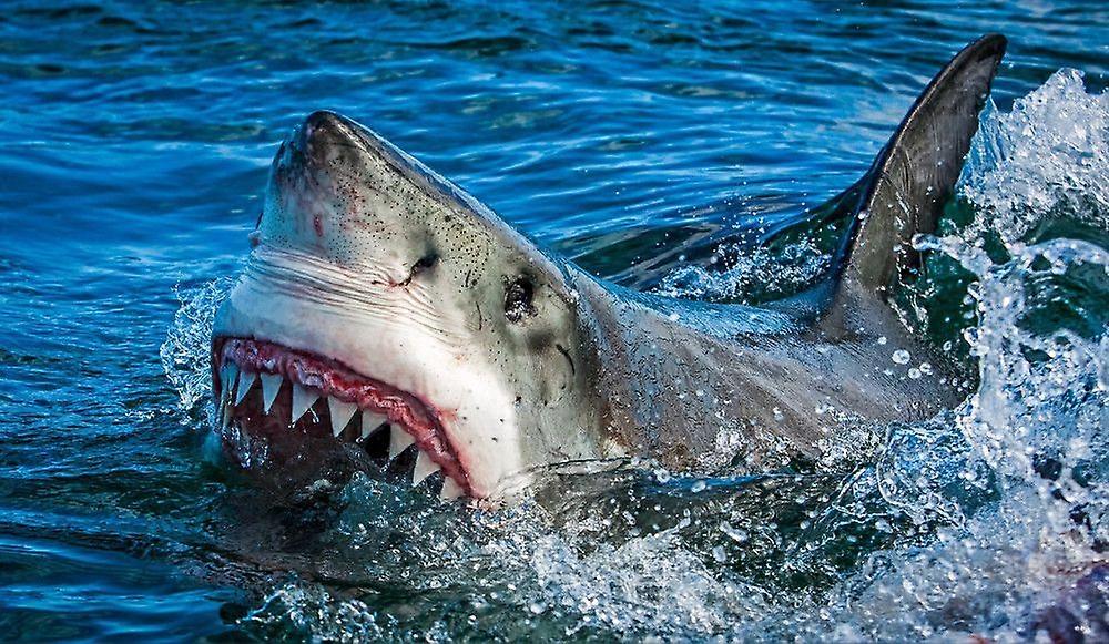 SHARK-palapelit GU204