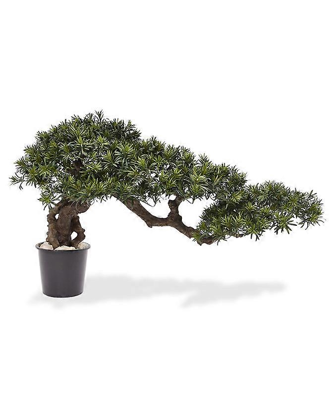 Podocarpus Bonsai tree (70x130 cm)