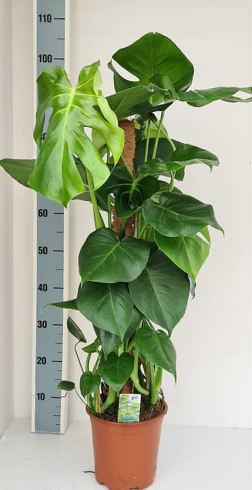 Monstera Mosstok - 70-80cm - Ø19cm