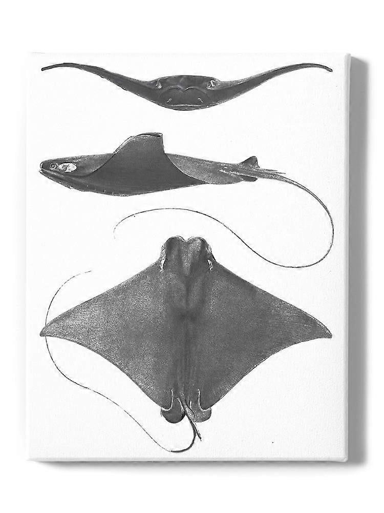 Grey-Scale Stingrays. Ii Wrapped Canvas -Studio W Designs,-ouyac310