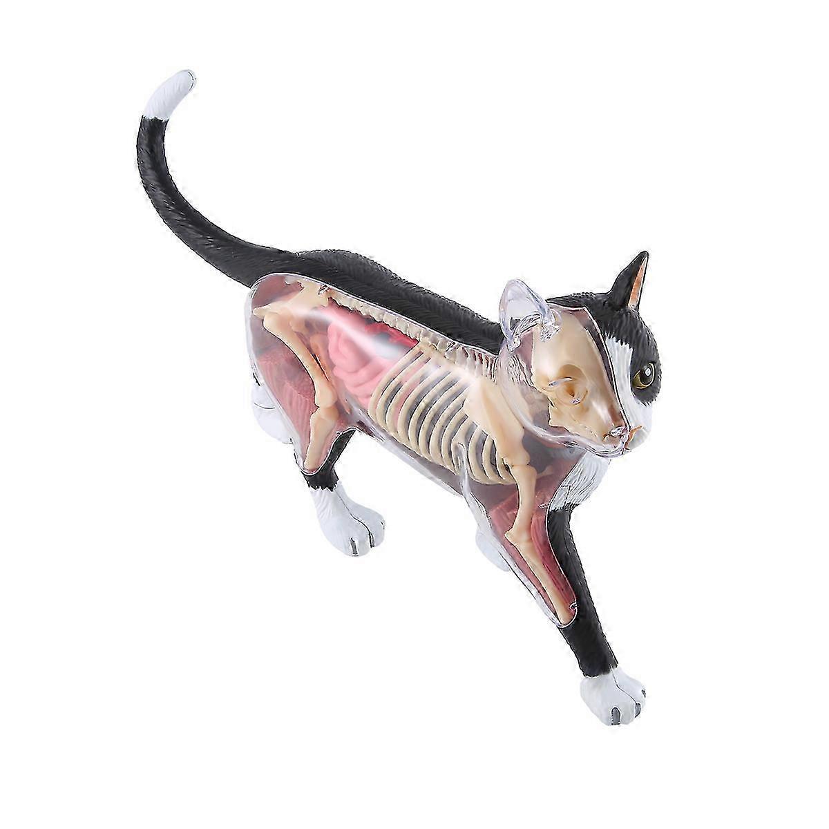 Animal Organ Anatomy Model 4D Cat Intelligence Assembling Toy DIY