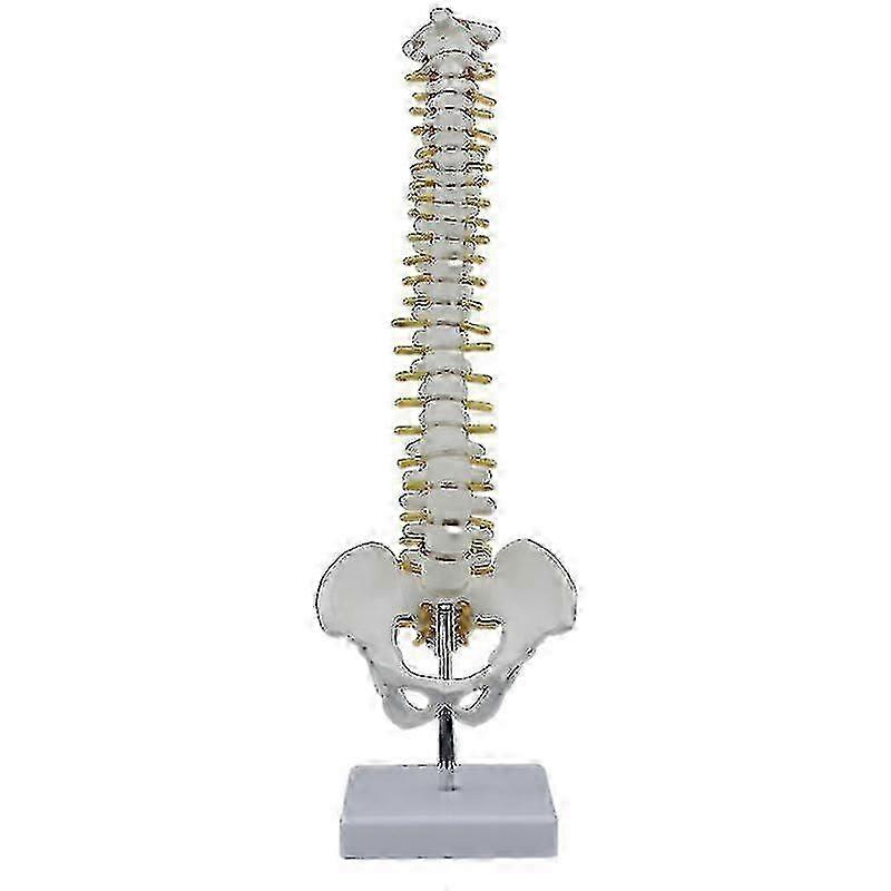 Anatomisk ryggradsmodell 45 cm med bekkenben og solid stativ