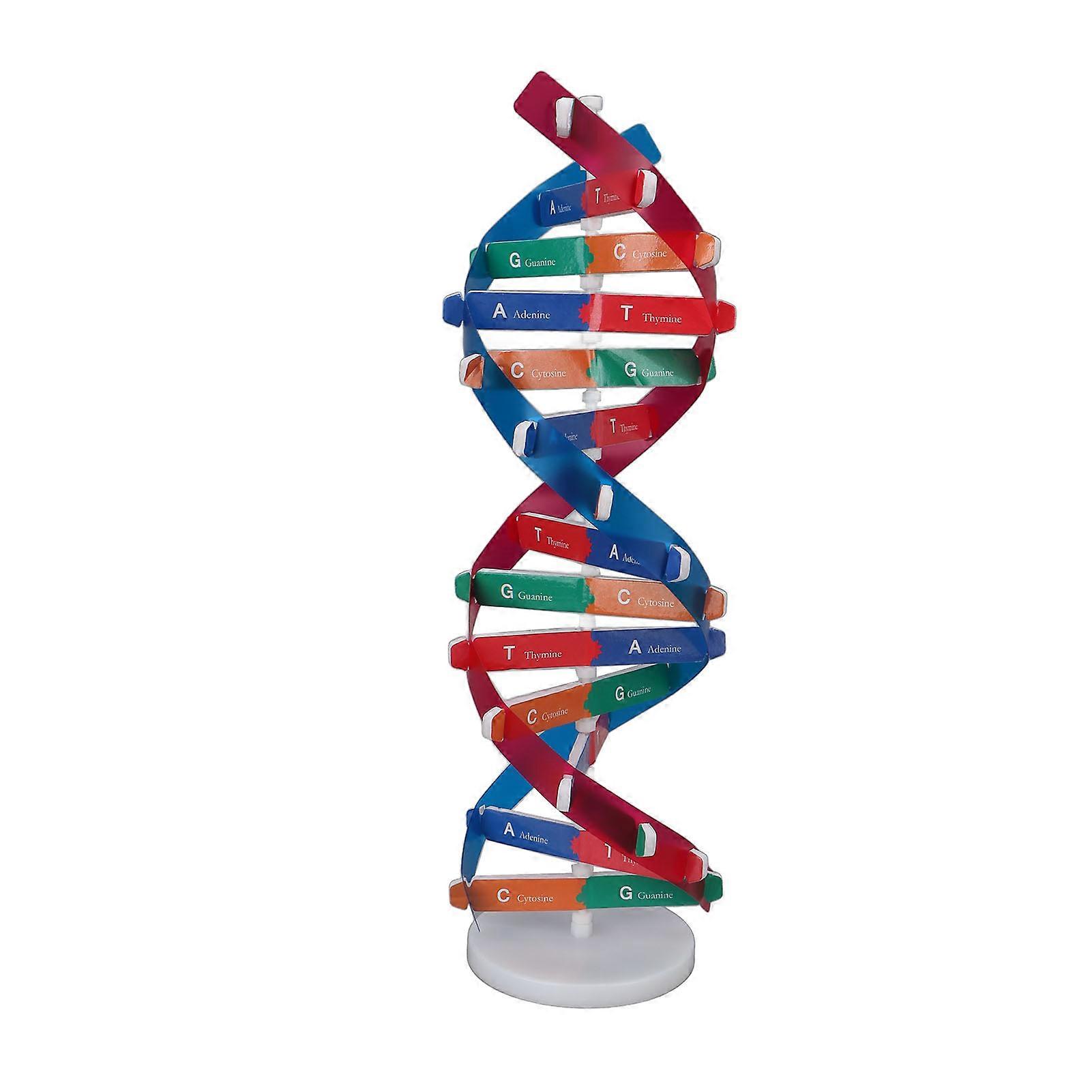 Human DNA Model Colorful Double Spiral Assemble Model Science Educational Teaching Toy for Kids