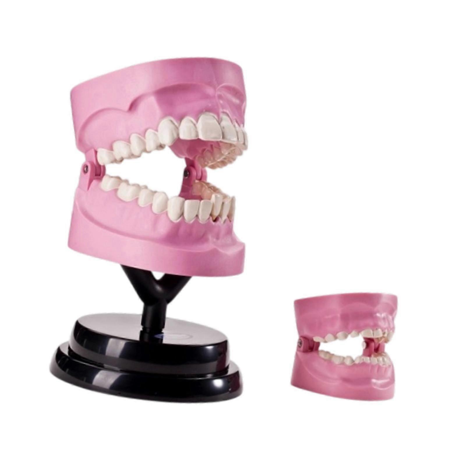 Tooth Model Teaching Aids Training Learning Educational Dental Anatomy Model