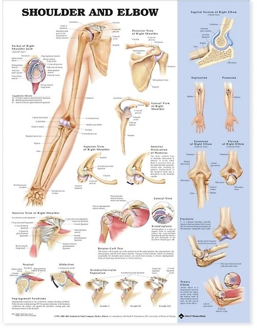 Shoulder And Elbow Anatomical Chart - Anatomical Chart Co