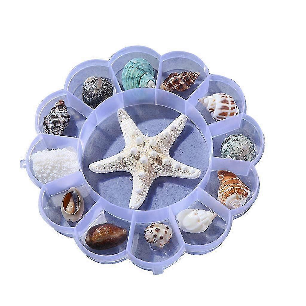 Seashells Mixed with Beach Shells Natural Shells Suitable for Candle Making